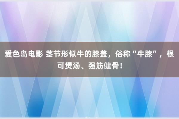 爱色岛电影 茎节形似牛的膝盖，俗称“牛膝”，根可煲汤、强筋健骨！